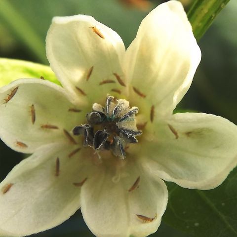 Combatere boli si daunatori la cultura de ardei - recomandare Marcoser